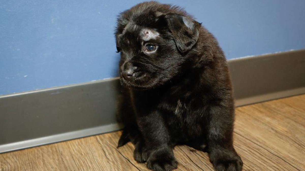 Brody, a 6-week-old lab mix, recuperates at Ebenezer Animal Hospital after being shot 18 times by a BB gun. He was later adopted by a local family.