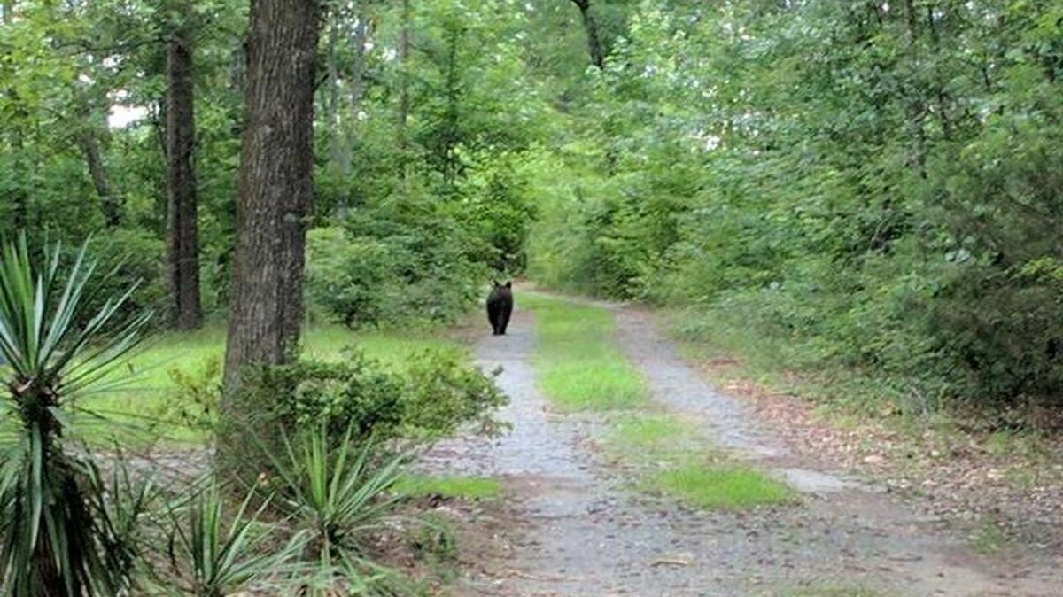 Chester County residents said this bear was seen Sunday in the Richburg area.