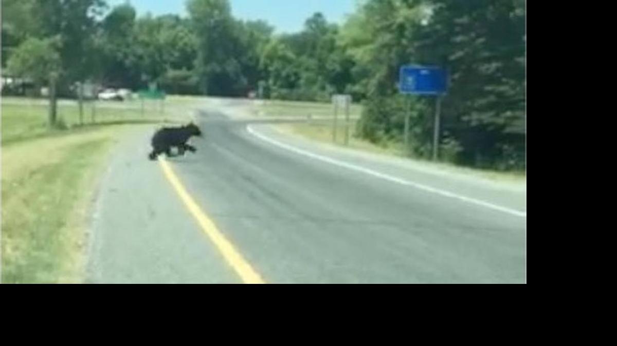 
Footage from a York County Sheriff’s Office dashcam video shows a black bear crossing a road in Rock Hill. The video and subsequent local bear sightings inspired a “Rock Hill Bear” parody Twitter page. 
