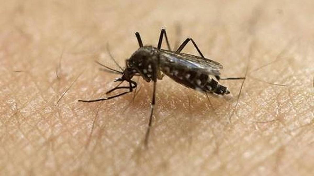 Rock Hill city officials said there’s been a second confirmed case of West Nile virus, which is spread through mosquito bites.