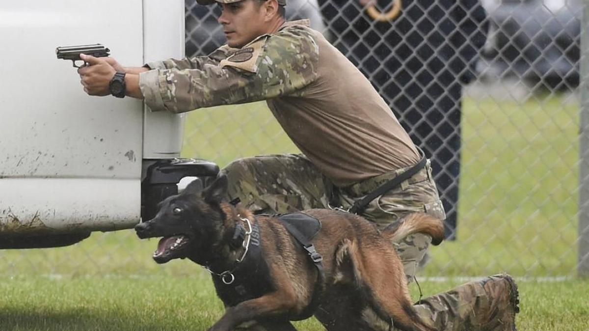 Police dogs are deployed to various domestic law enforcement agencies, doing everything from bomb- and drug-sniffing to chasing down suspected criminals.