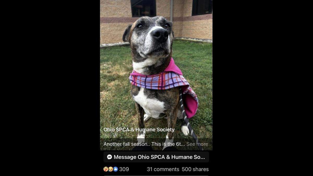 A “sweet” and loving dog longs for a home to call her own after her former owner surrendered her in 2018.