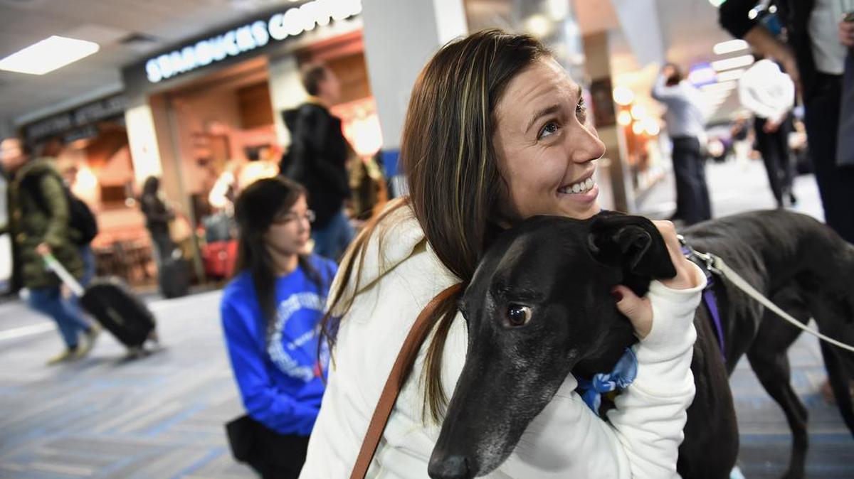 Madison Barcken, who was on her way to San Diego, Calif., pets Callie, a greyhound that was part of United Paws.