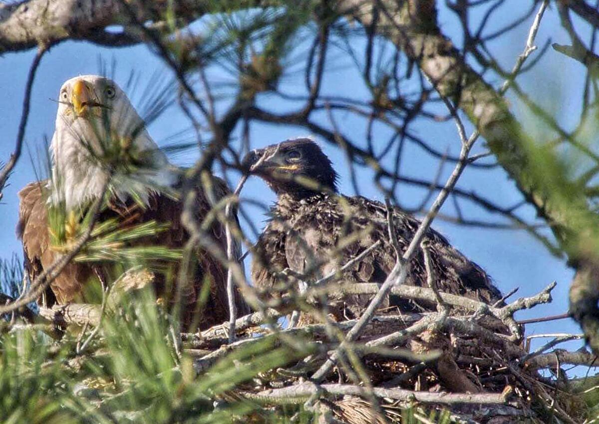 Eagles perch on their nest in the Masons Bend neighborhood in Fort Mill.