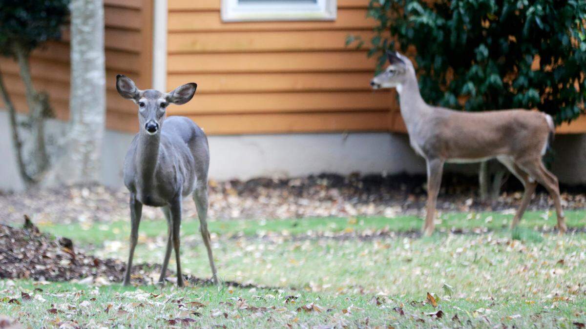 Deer hang out in a yard in Tega Cay on Oct. 18, 2022.