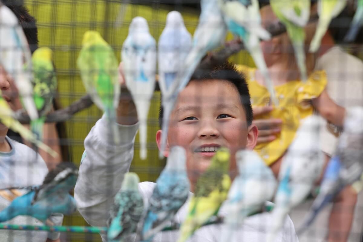 Thousands of people gathered Friday for Fort Mill’s annual Strawberry Festival. Among the exhibits include Pretty Bird Paradise, shown here, where festival-goers can immerse themselves in an aviary with more than a hundred parakeets.