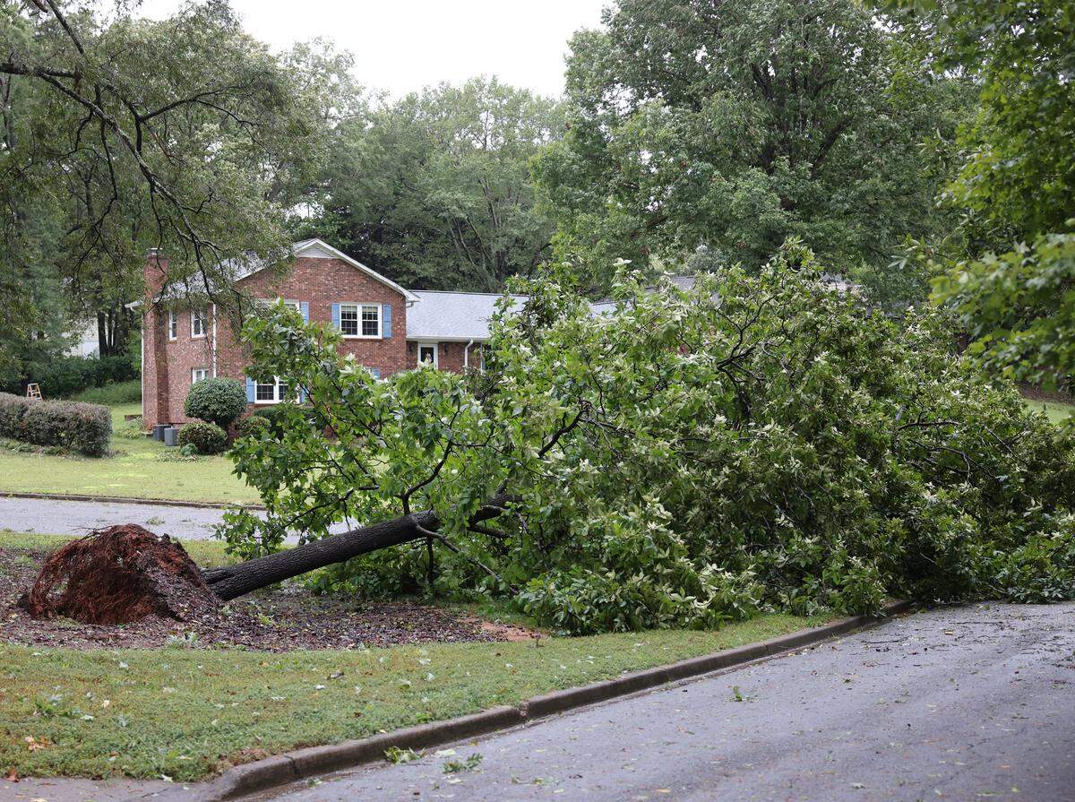 A large tree fell in a yard in the Shiland Hills neighborhood in Rock Hill on Friday.