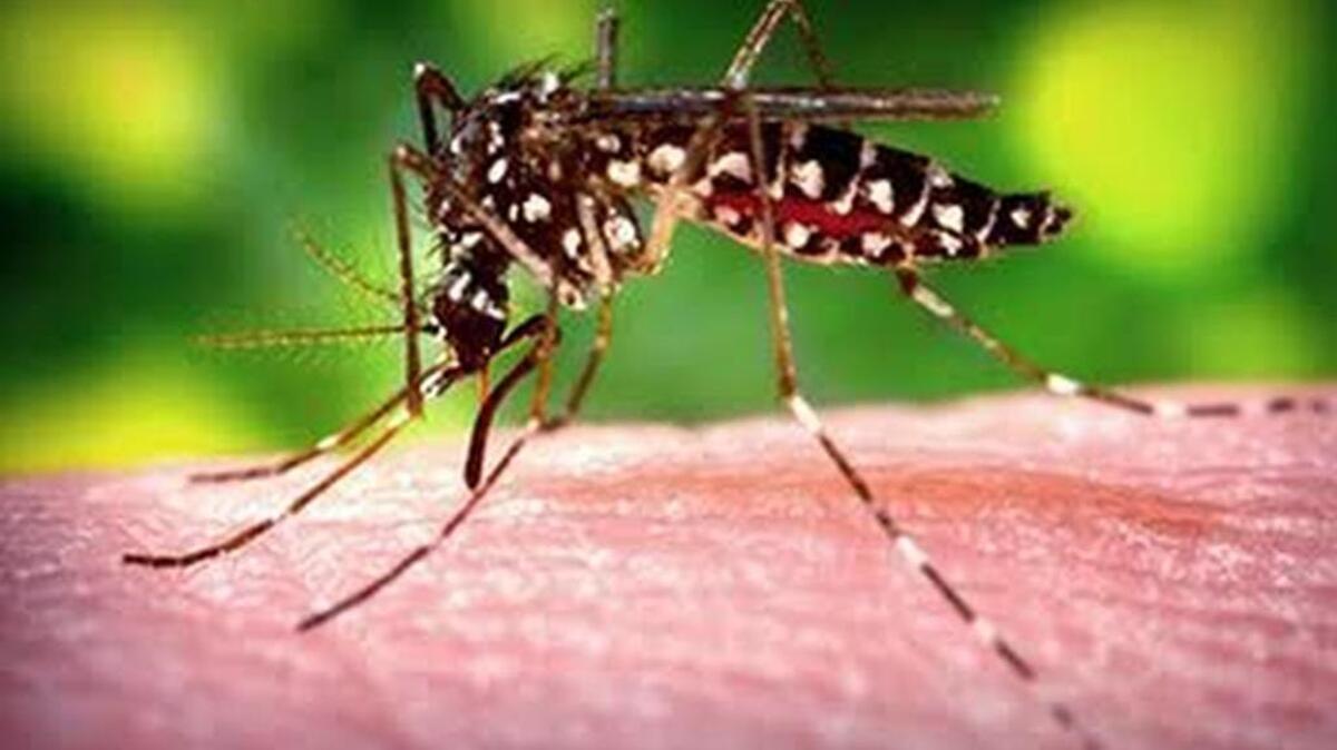 Aedes Aegypti mosquito