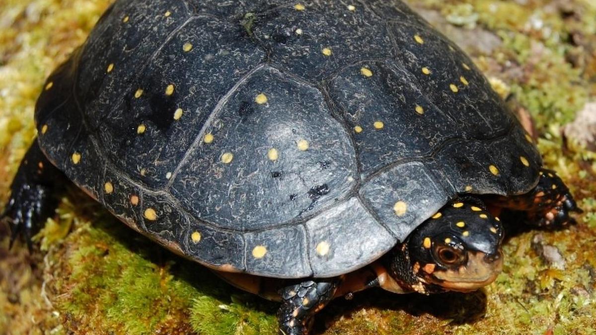 
Spotted turtle 
