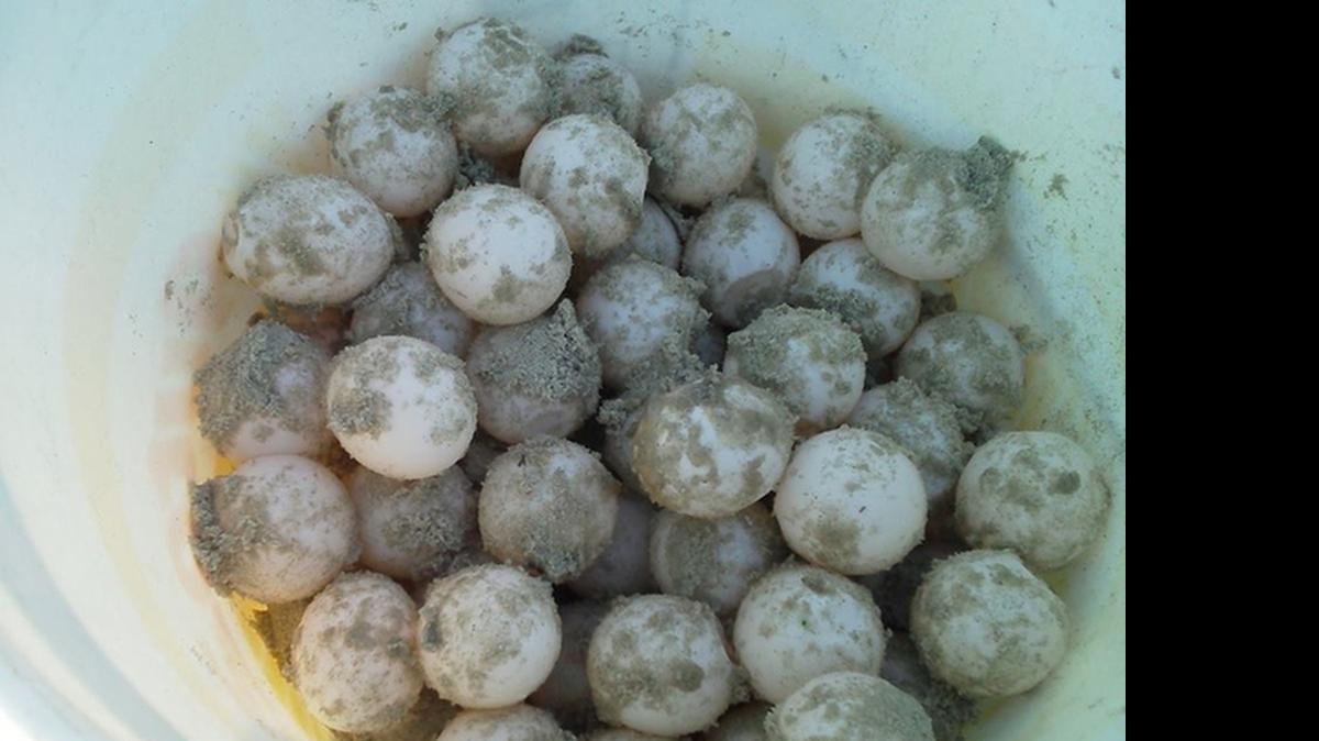 
The 127 eggs in this loggerhead sea turtle nest were relocated by Fripp Island Turtle Team volunteers to a location safe from tidal intrusion. 
