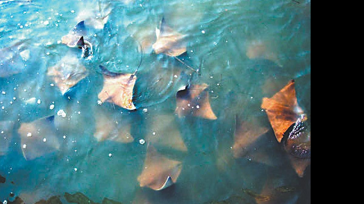 
These are likely cownose stingrays, according to a retired state marine scientist. They were photographed schooling Braddock's Cove.
