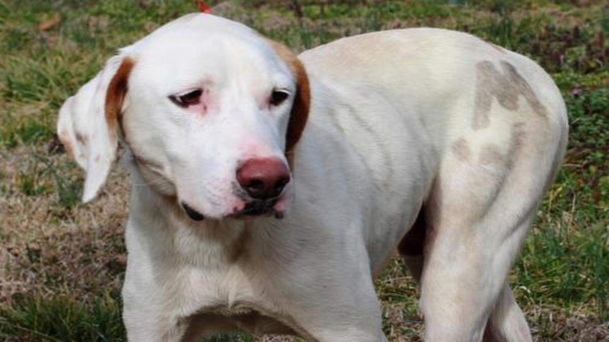
A dog that was found by a good samaritan on the side of a road, and nicknamed "Bones" in Halifax, N.C.
