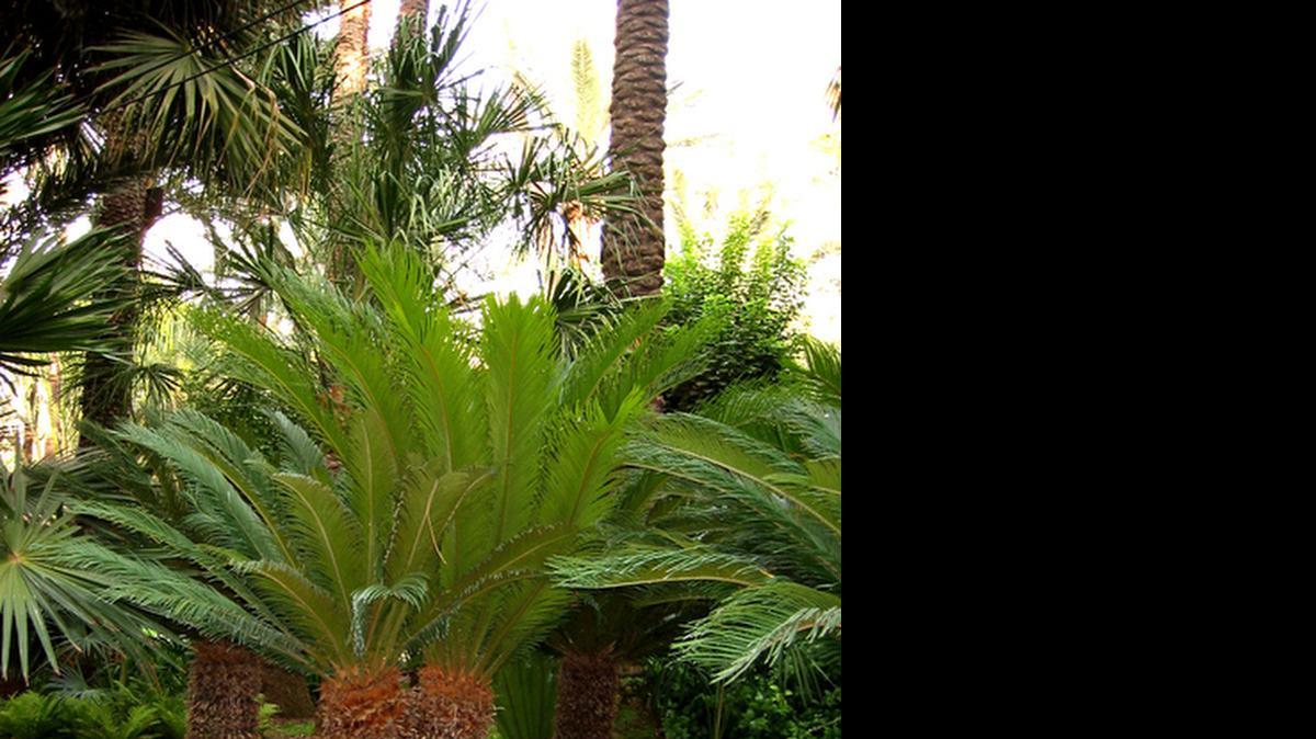 
Sago palm
