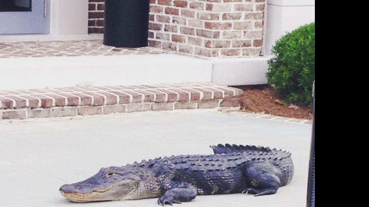 
his contented-looking alligator awaited employees at the back entrance to the Hargray Building on the USCB Gateway Campus the morning of May 14, 2015. 
