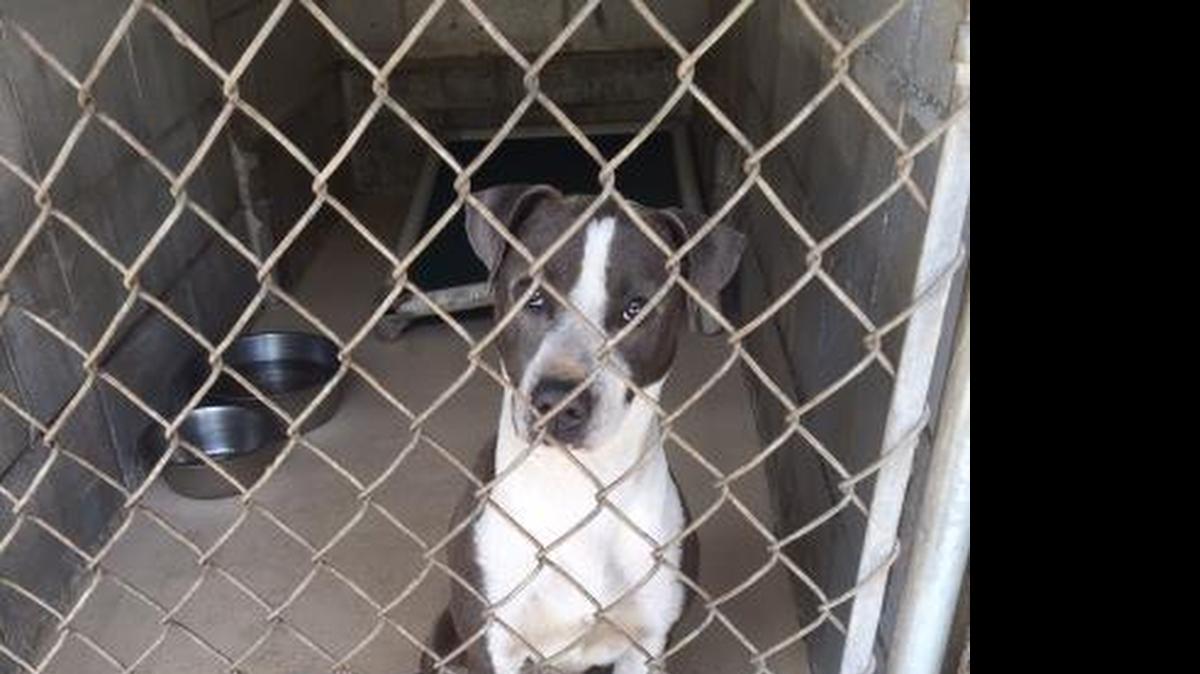 
This dog is one of several pit bull mixes at the Beaufort County Animal Shelter.
