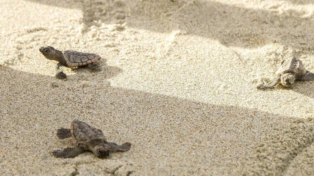 
Three Loggerhead Sea Turtle hatchlings make their way to the ocean after being discovered by S.C.U.T.E volunteers during a nest inventory on Garden City Beach. 
