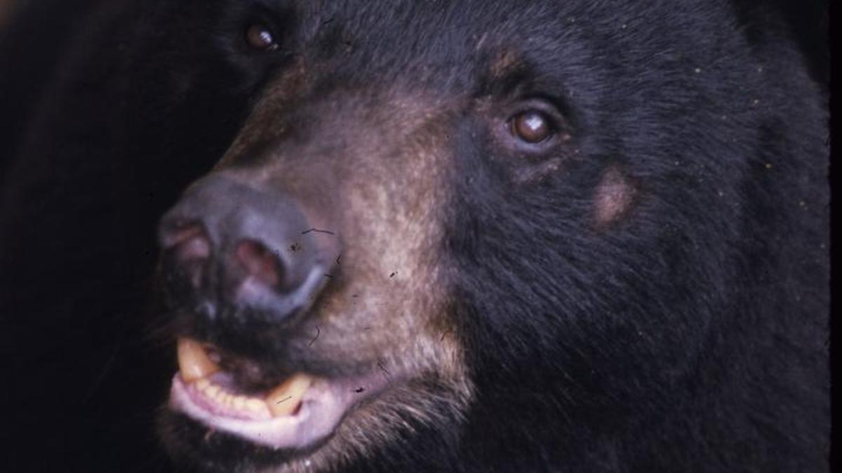 
A black bear
