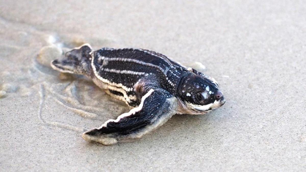 
Live leatherback hatchling making its way to the ocean on Aug. 13 on Hunting Island.
