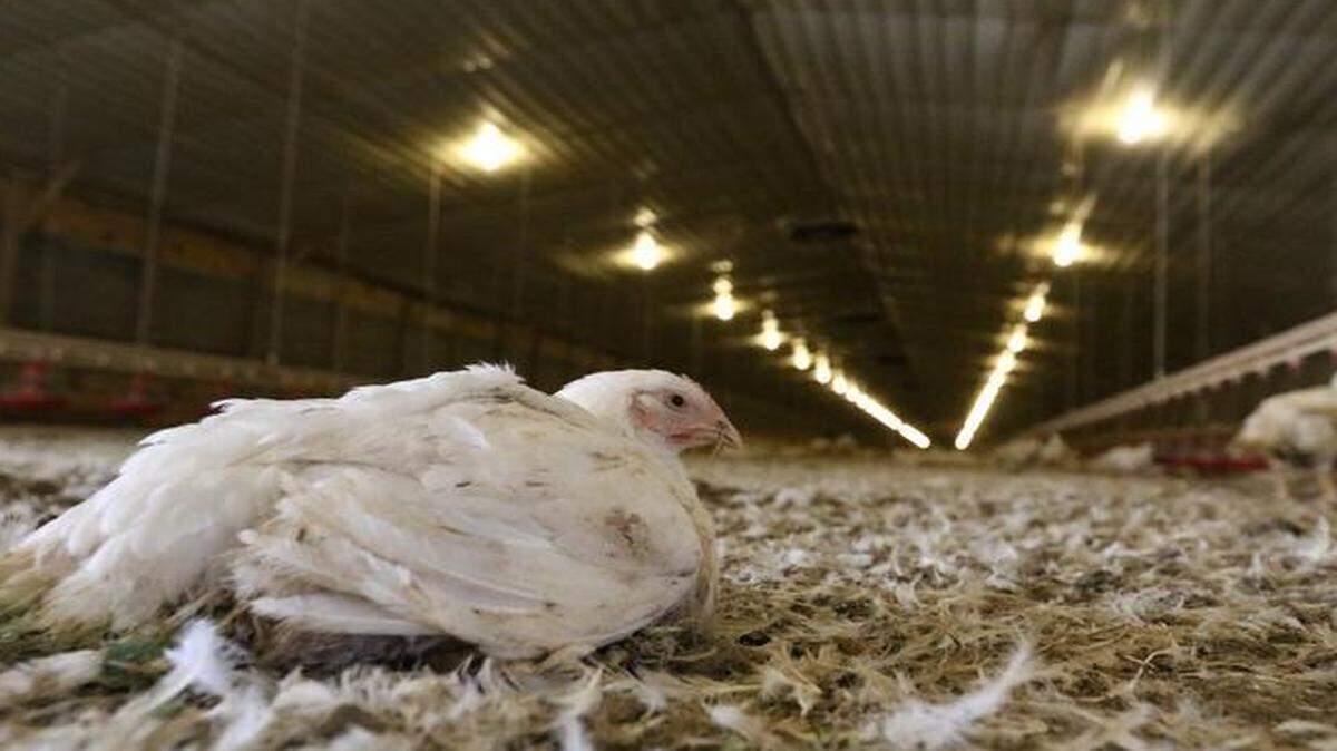Hundreds of thousands of chickens are grown in low-slung barns across South Carolina. The poultry industry is one of the state’s largest.