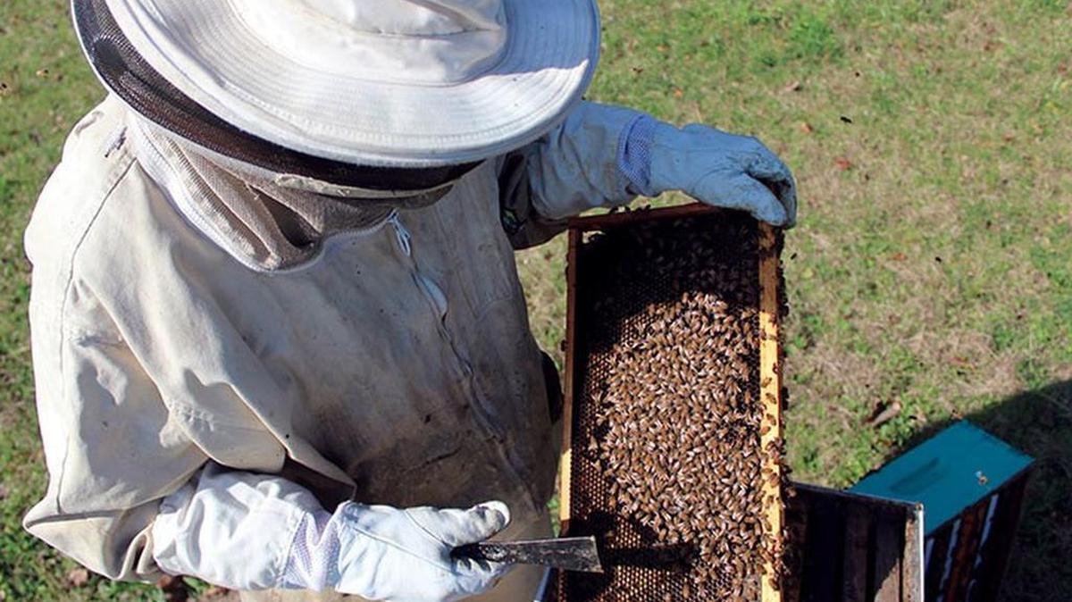 Since the 1940s, the number of managed honeybee colonies in the United States has declined from 5 million to 2.5 million because of various threats – invasive species, diseases, pesticides and habitat destruction, according to the U.S. Department of Agriculture.