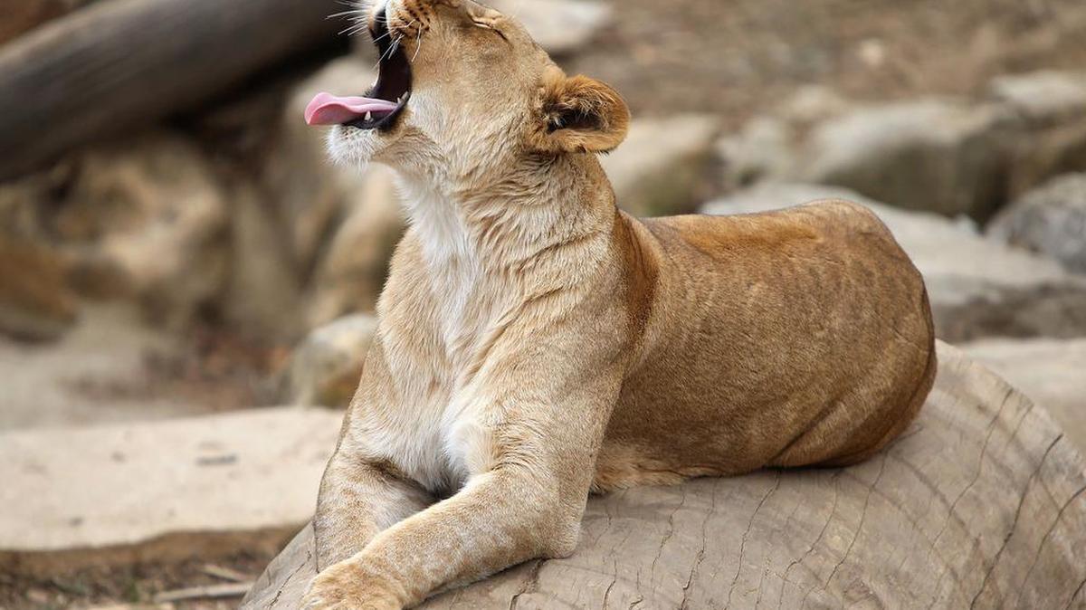 A yawn, which lasts six seconds on average, is an involuntary action characterized by opening the mouth, breathing in, expanding a tube that leads to the eardrums and then exhaling. It may be one of the best-known social contagions — watch a friend yawn, and you might soon find yourself doing the same, even if you weren’t sleepy.