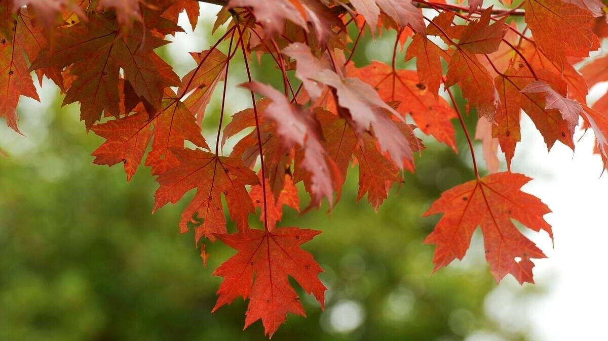 Leaves on a maple tree in Belmont are beginning to show their fall colors on Sept. 22,2015, before the first day of Fall which begins on Wednesday.