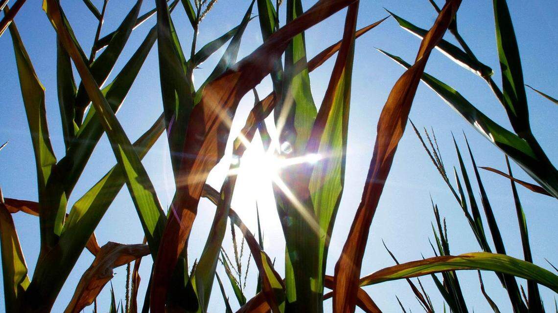 Central Illinois corn crops show signs of stress as they struggle to grow during a record breaking heat wave with dry weather conditions that is across most of the country Friday, July 6, 2012 in Farmingdale, Ill. There’s been no relief day or night from a scorching heat wave in the central U.S., and the deadly temperatures were heading east Friday after Midwest cities like Chicago, St. Louis and Milwaukee set record highs. (AP Photo/Seth Perlman)