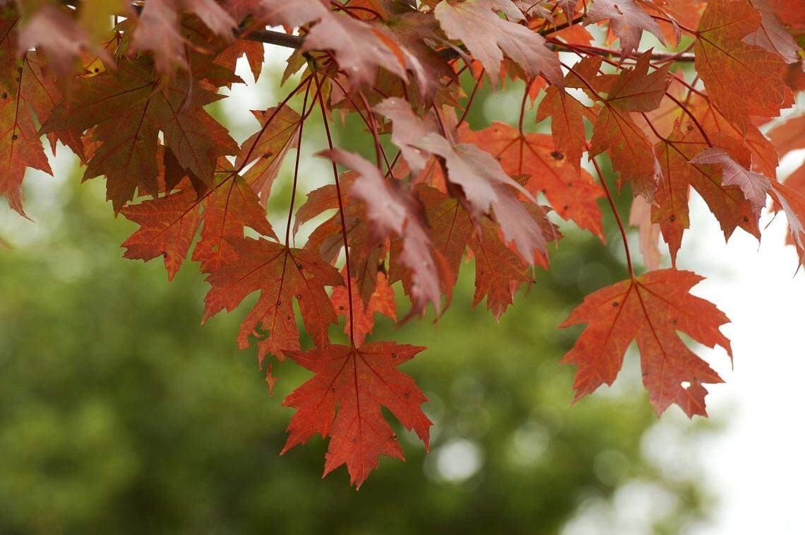 Leaf-season forecasters say 2024 looks like a good year for fall color in North Carolina.