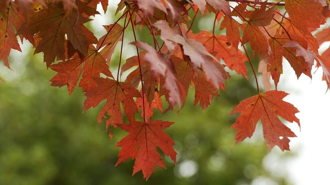 Expect a 30-degree drop in daily highs as cold front reaches Charlotte, NWS says