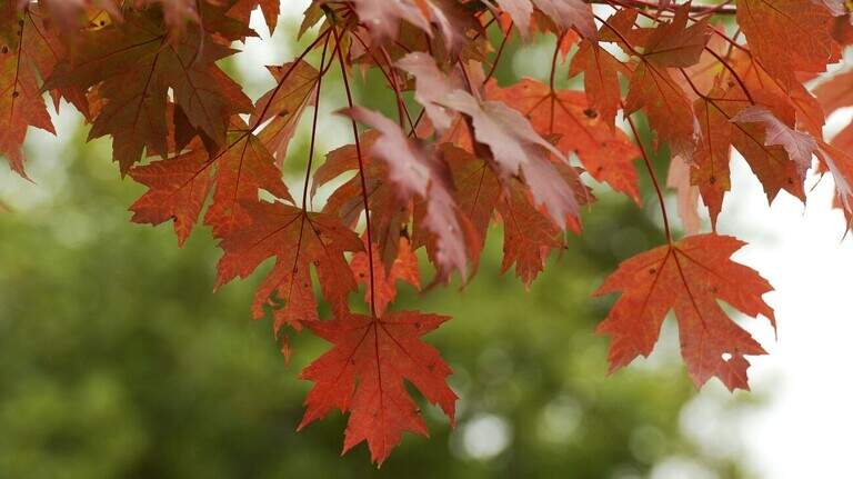 Expect a 30-degree drop in daily highs as cold front reaches Charlotte, NWS says