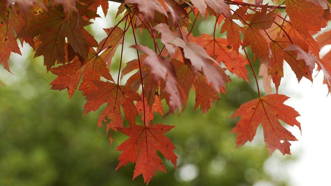 The Farmers’ Almanac has predictions for when fall weather and foliage will arrive in South Carolina.