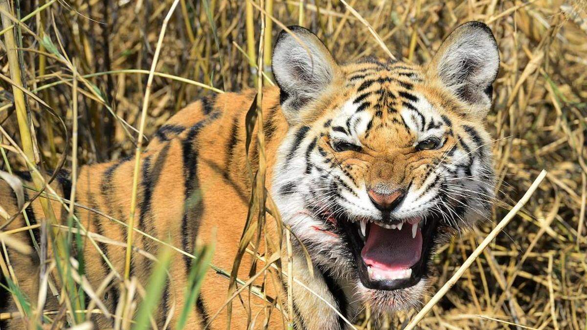 A tiger snarls at Pench Tiger Reserve in Madhya Pradesh, India.