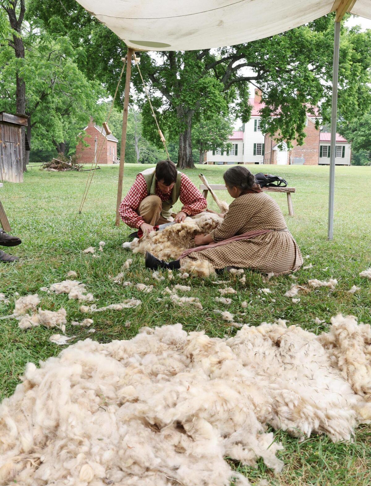 Kevin Lynch and Lisa Swetnam shear a sheep Saturday at Historic Brattonsville in McConnells, S.C.
