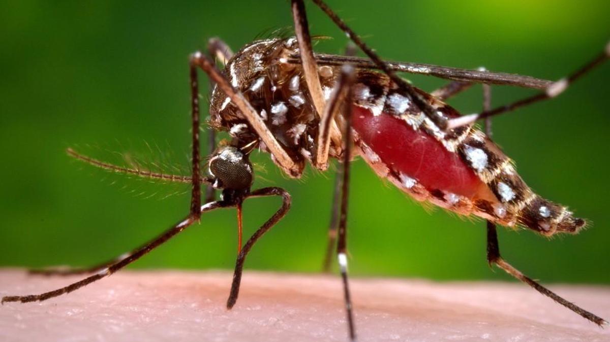 The state Department of Health and Environmental Control says that a Zika epidemic, spread by the Aedes aegypti mosquito, is unlikely in South Carolina but not impossible.
