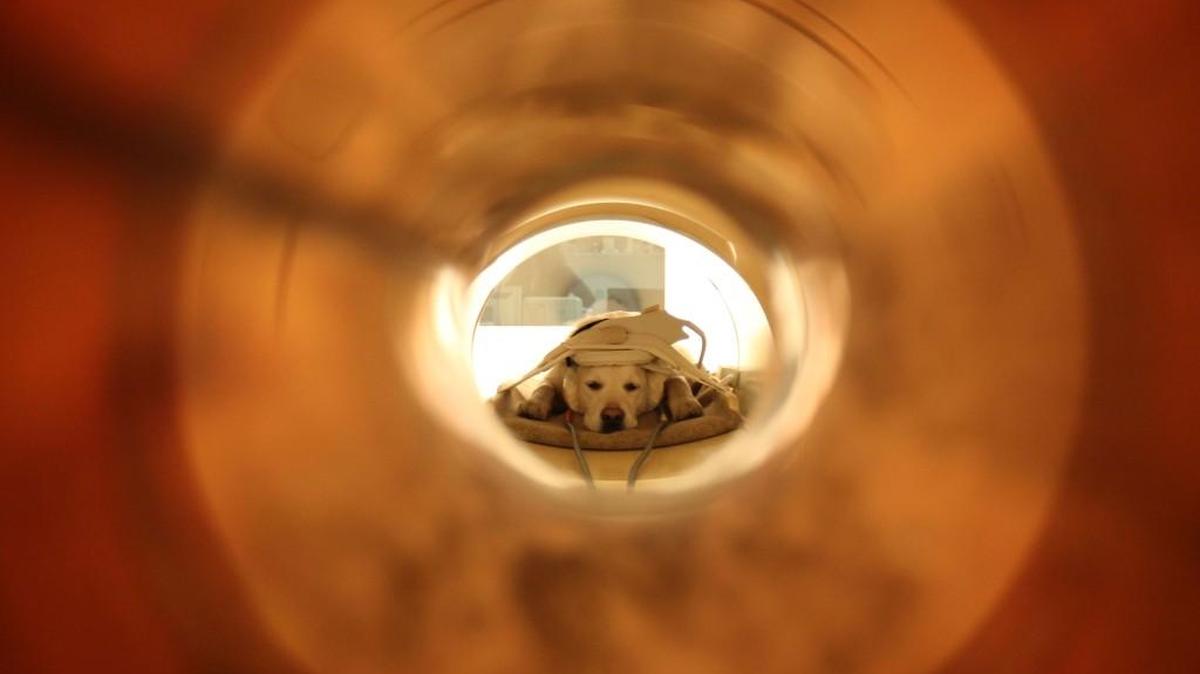 Dogs, listening to their owner’s voice on headphones, were scanned to determine that their brains processed words with the left hemisphere, while intonation was processed with the right hemisphere — just like humans.