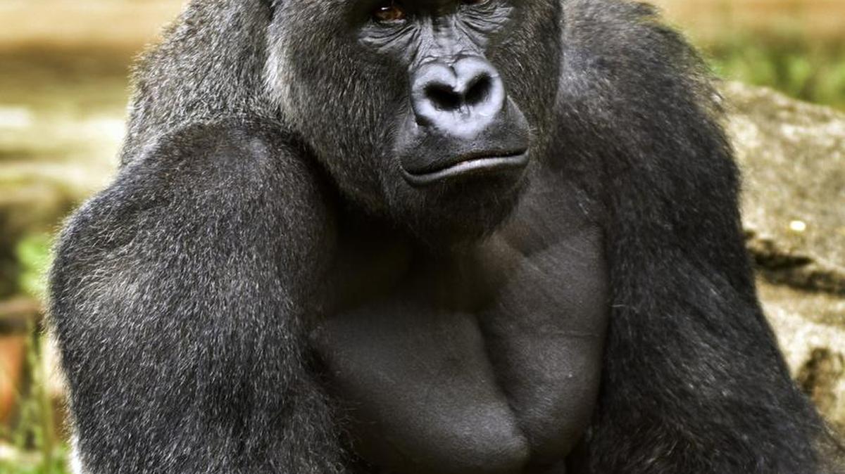 Harambe, a western lowland gorilla at the Cincinnati Zoo, was fatally shot Saturday to protect a 3-year-old boy who had entered its exhibit.