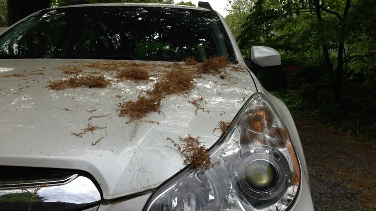 The Werrellmobile in its most recent stage of spring.