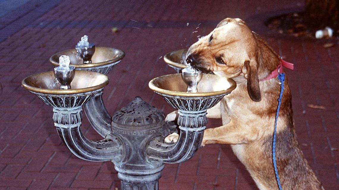 James Werrell: Just how pure does our drinking water need to be?