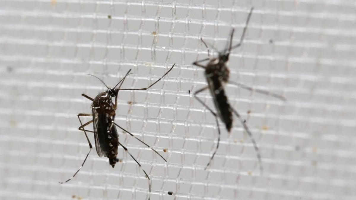As of May 11, 1,200 Zika cases had been confirmed on the U.S. mainland and U.S. territories