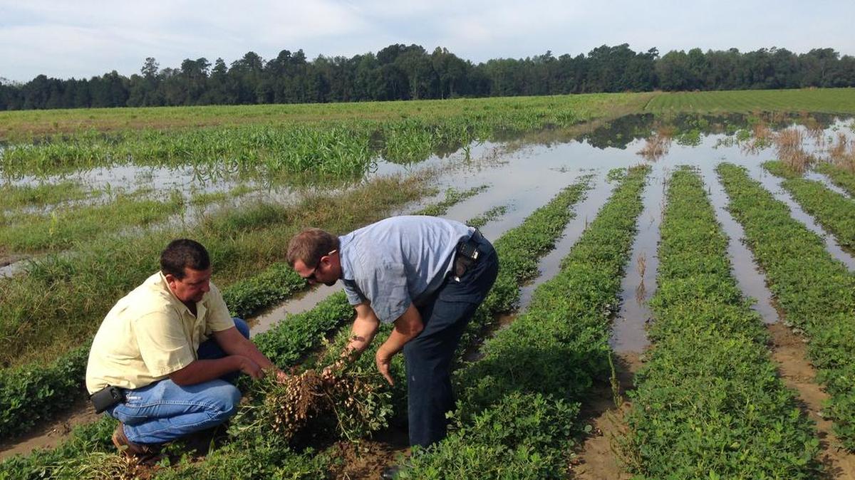 Thad Wimberly and Jonathan Berry inspect the damage to a field of peanuts following October’s record rainfall and flooding in Branchville.