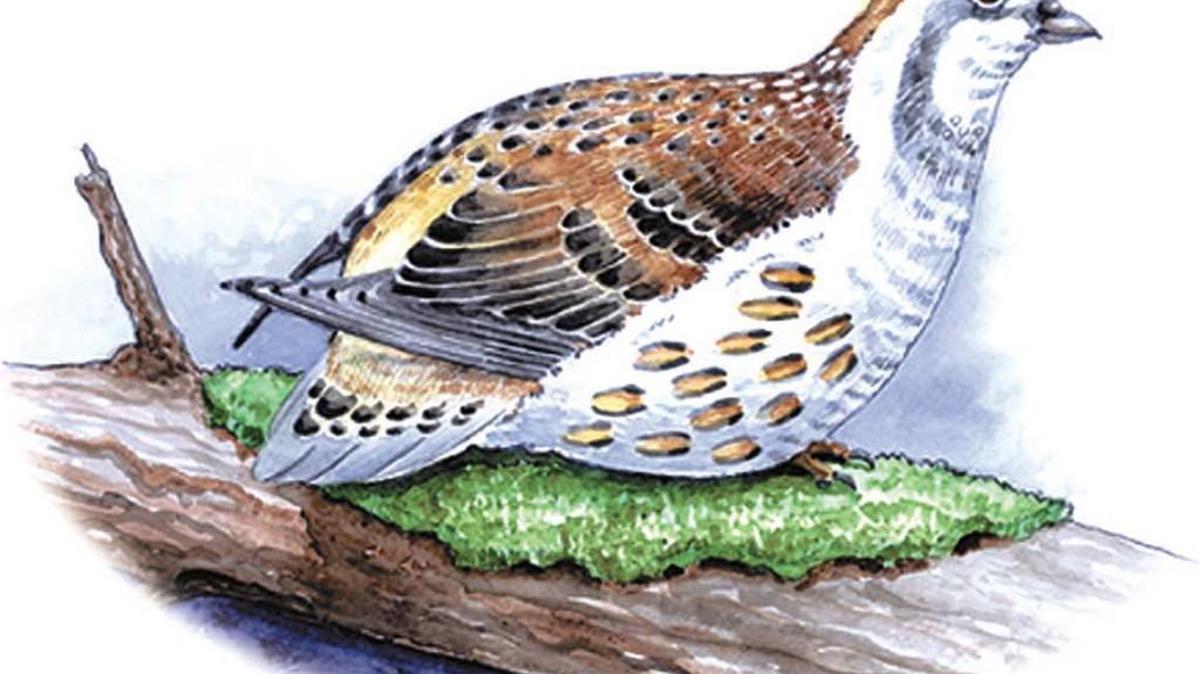 The bobwhite population continued to fall despite research to increase its numbers.