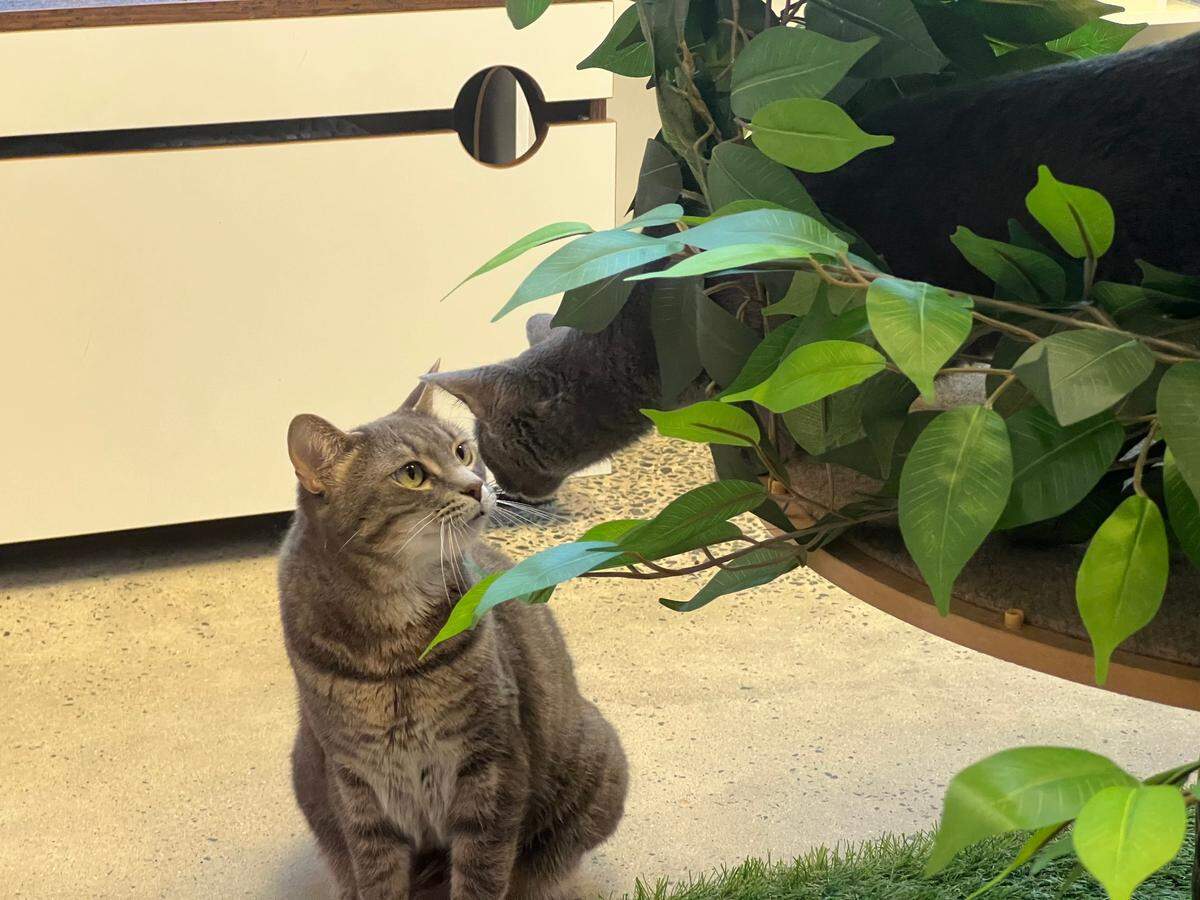 Two cats playing together in the Purrfect Pair cat lounge.