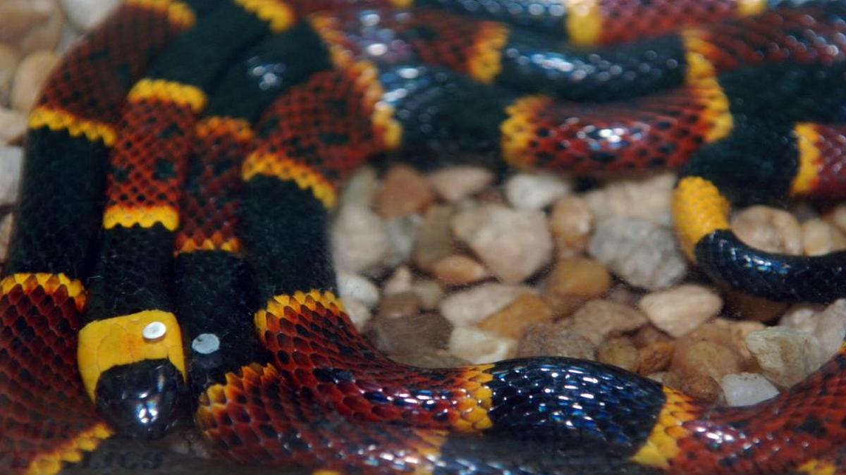 
Coral snakes are one of the poisonous snakes found in the Carolinas.
