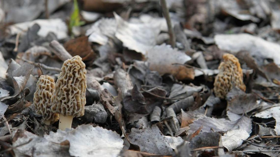 April is a busy month for the S.C. sportsman and his family