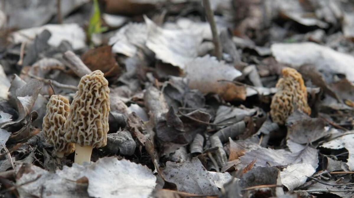 If you have access to a likely patch of woodland, go on a morel mushroom hunt. April is the month morels “pop” from the ground in the area, and they are far more widespread in this area than most folks realize