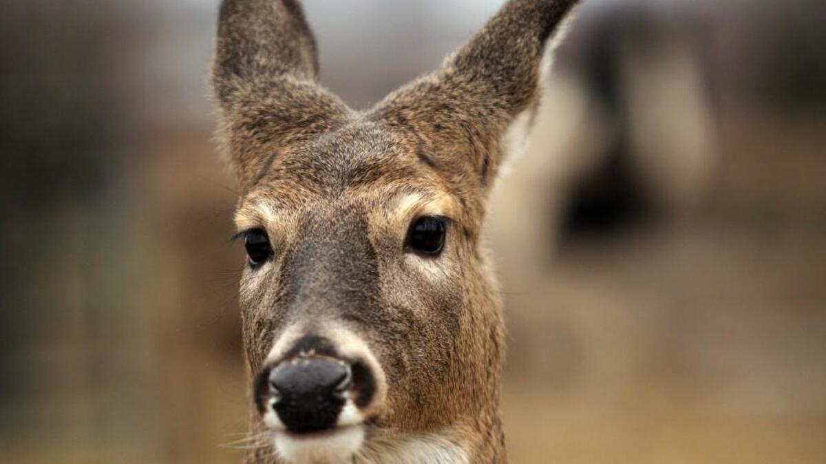 
The S.C. Department of Natural Resources is holding a meeting Thursday in Lancaster on the state’s proposed new deer hunting rules. 

