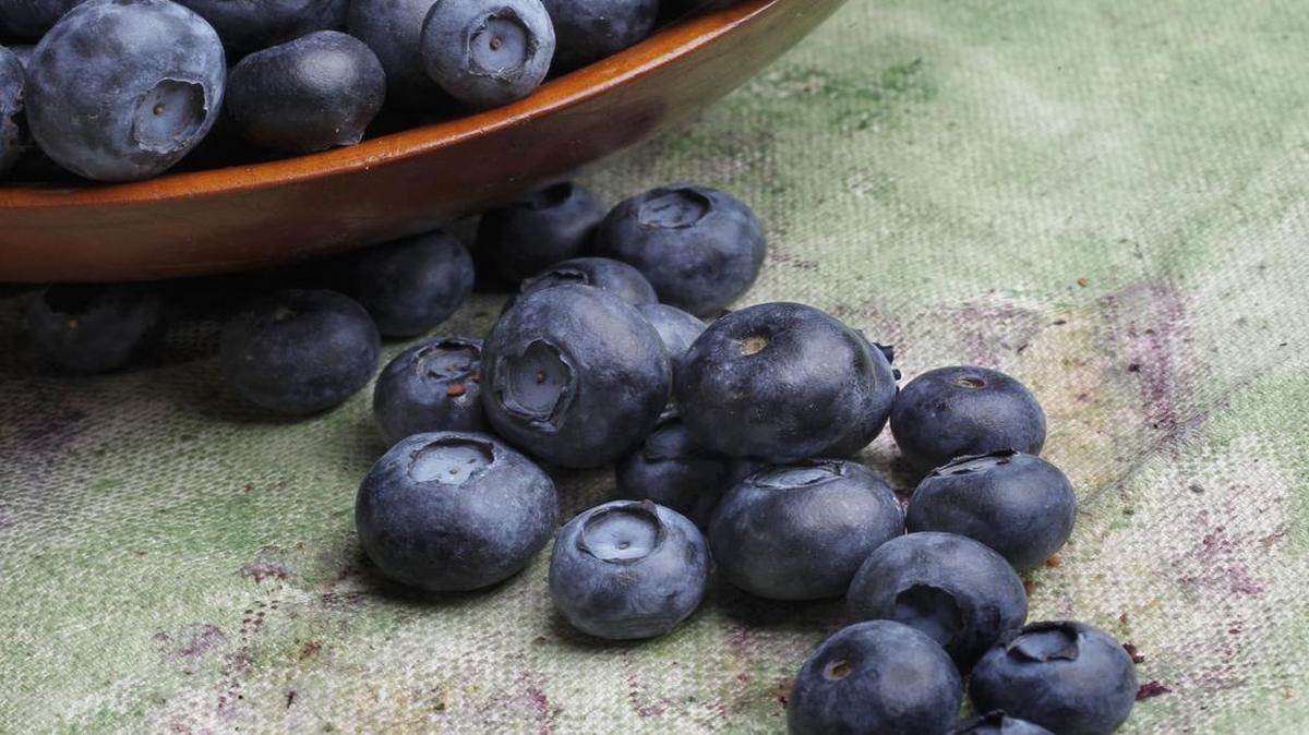 
Blueberries are well worth the battle scars in the form of scratches, maybe a few chiggers, and juice-stained hands. 
