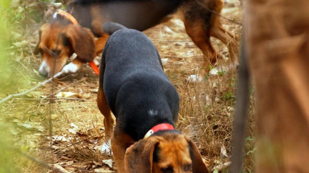 These two small female beagles are hot on the scent of a recently passed rabbit at the end of the first day of Beagle field trials.